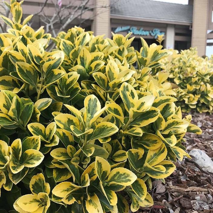 Ultimate Guide To Golden Euonymus: Care Tips And Varieties