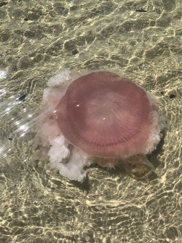 The Enigmatic Pink Meanie Jellyfish: Fascinating Insights