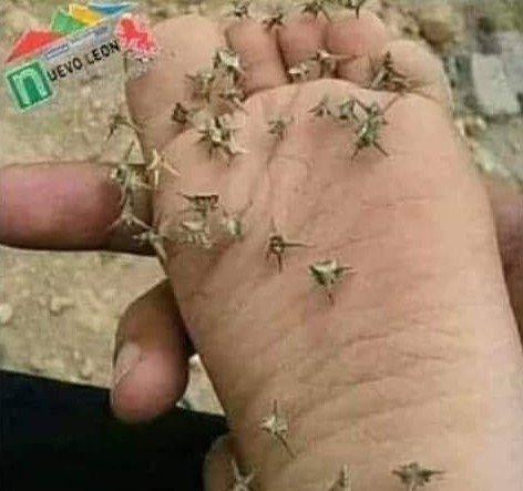 Understanding Sand Spurs: All You Need To Know